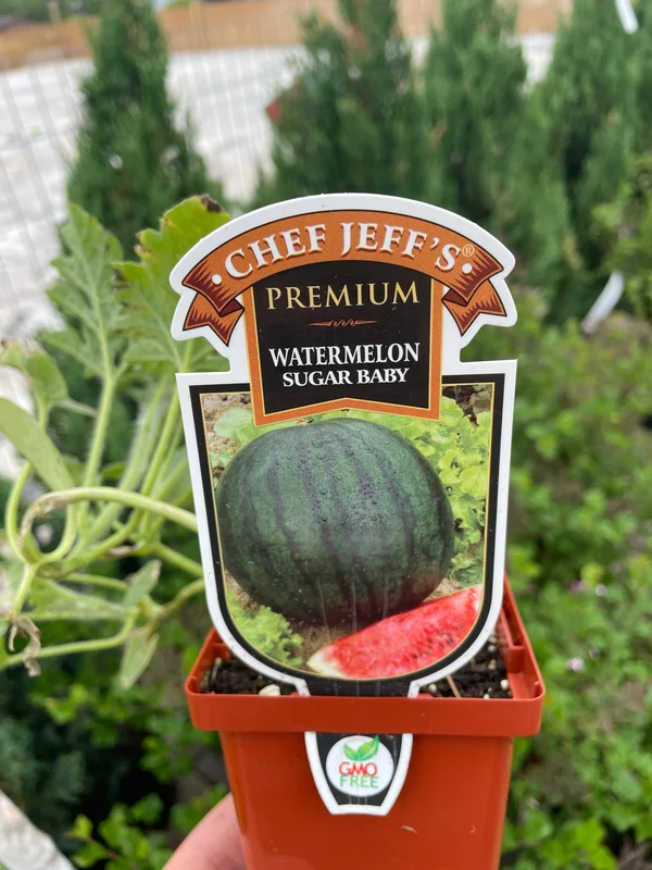 2026_06_17_700822